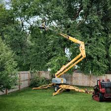 How Our Tree Care Process Works  in  Paramount Long Meadow, MD